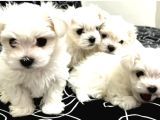 0 Numara Maltese Bebeklerimiz