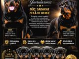 Hayali̇ni̇zdeki̇ Rottweiler Yavrusu Si̇zi̇ Bekli̇yor