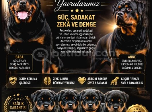 Hayali̇ni̇zdeki̇ Rottweiler Yavrusu Si̇zi̇ Bekli̇yor görsel