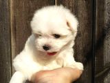 MALTESE TERRIER YAVRULARI