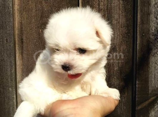 Maltese Terrier Yavrulari