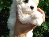 Maltese Terrier Yavrulari