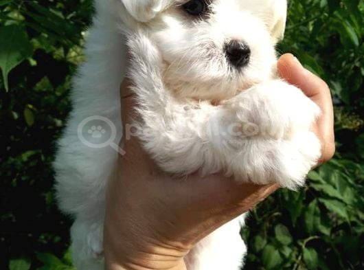 Maltese Terrier Yavrulari görsel