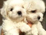 Maltese Terrier Yavrulari