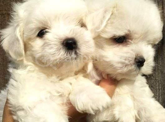 Maltese Terrier Yavrulari görsel