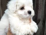 Maltese Terrier Yavrulari