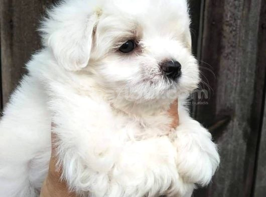Maltese Terrier Yavrulari görsel
