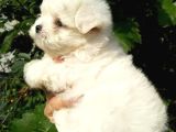 Maltese Terrier Yavrulari