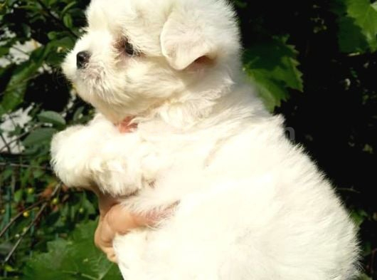 Maltese Terrier Yavrulari görsel