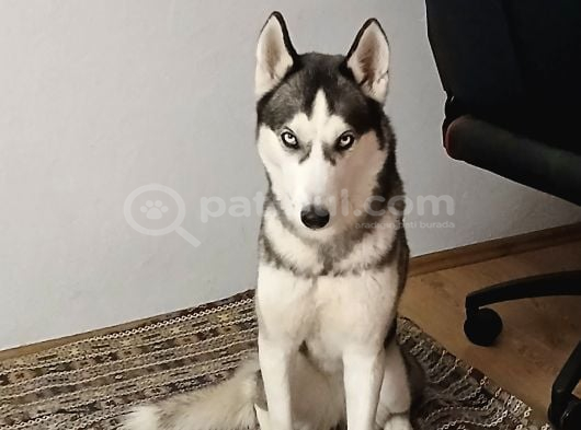 Husky Ve Yavruları Ücretsiz