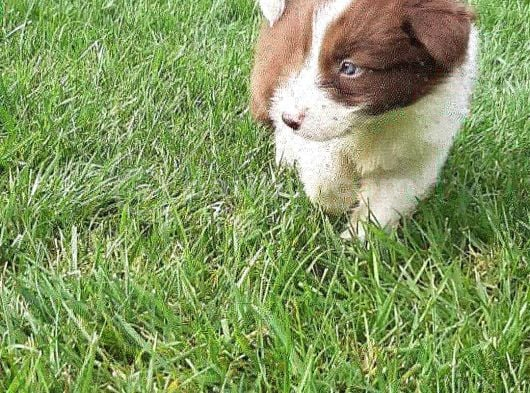 Border Collie Yavruları Istanbul görsel