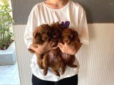 Sağlık Testi Altında Teslim Gerçek Poodle Bebekler