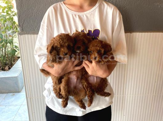 Sağlık Testi Altında Teslim Gerçek Poodle Bebekler görsel