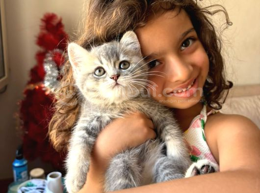 Muhteşem ay11 Blue Golden shorthair