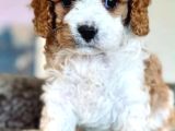 Cavapoo Yavrularımız
