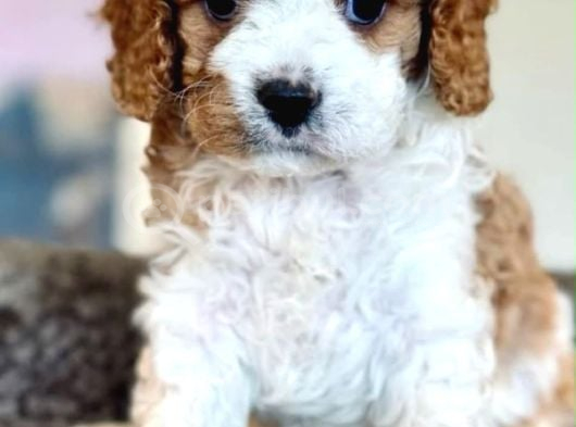 Cavapoo Yavrularımız görsel