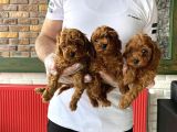 Renk Renk Orji̇nal Toy Poodle Yavrularimiz Güncel Ankara