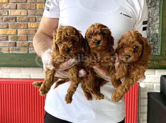 Renk Renk Orji̇nal Toy Poodle Yavrularimiz Güncel Ankara görsel