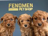 Renk Renk Orji̇nal Toy Poodle Yavrularimiz Güncel Ankara