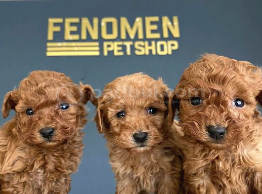 Renk Renk Orji̇nal Toy Poodle Yavrularimiz Güncel Ankara görsel