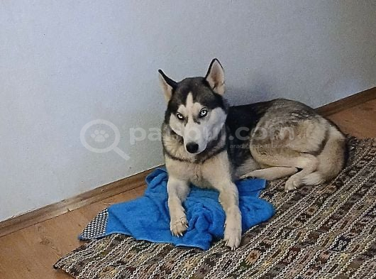 Husky Ve Yavruları Ücretsiz görsel