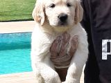 Golden Retri̇ever Yavrulari