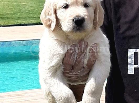Golden Retri̇ever Yavrulari görsel
