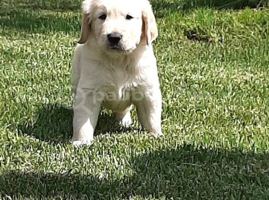 Golden Retri̇ever Yavrulari görsel