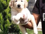 Golden Retri̇ever Yavrulari