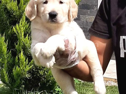 Golden Retri̇ever Yavrulari görsel