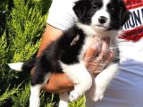 Border Collie Yavruları Istanbul