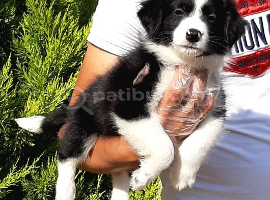 Border Collie Yavruları Istanbul görsel