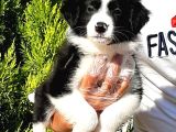 Border Collie Yavruları Istanbul