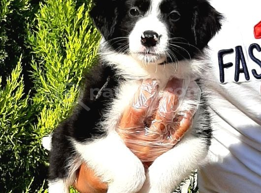 Border Collie Yavruları Istanbul görsel
