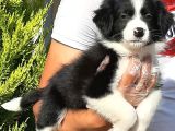 Border Collie Yavruları Istanbul