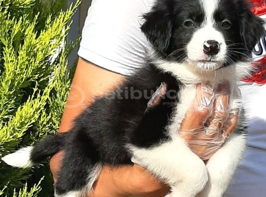 Border Collie Yavruları Istanbul görsel