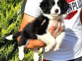 Border Collie Yavruları Istanbul