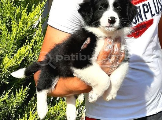 Border Collie Yavruları Istanbul görsel