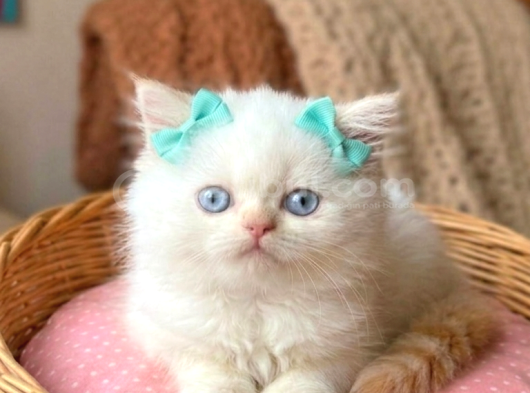 A kalite iran chinchilla bebekler