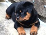 Hayali̇ni̇zdeki̇ Rottweiler Yavrusu Si̇zi̇ Bekli̇yor