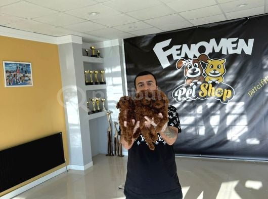 Renk Renk Orji̇nal Toy Poodle Yavrularimiz Güncel Ankara