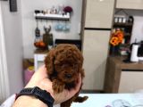 Renk Renk Orji̇nal Toy Poodle Yavrularimiz Güncel Ankara
