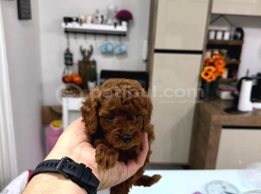 Renk Renk Orji̇nal Toy Poodle Yavrularimiz Güncel Ankara görsel