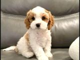 Cavapoo Yavrularımız