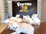 En Güzel Scottish Fold Yavrular British Yavrular Ankara