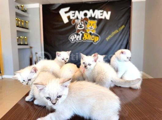 EN GÜZEL SCOTTISH FOLD YAVRULAR BRITISH YAVRULAR ANKARA