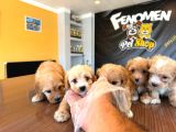 SHOWW KALİTE MALTİPOO YAVRU TESLİMLER BAŞLIDI ANKARA MAĞAZA