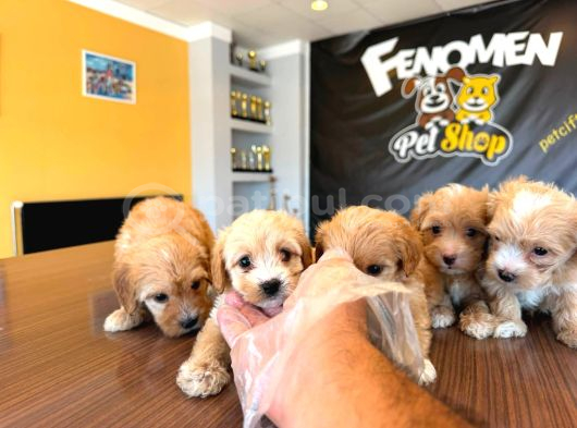 Showw Kali̇te Malti̇poo Yavru Tesli̇mler Başlidi Ankara Mağaza
