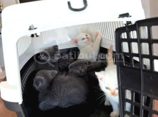 En Güzel Scottish Fold Yavrular British Yavrular Ankara görsel