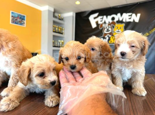 Showw Kali̇te Malti̇poo Yavru Tesli̇mler Başlidi Ankara Mağaza görsel